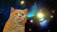 Space Cat.jpg