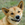 Straya Dog icon.png