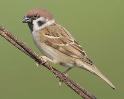 Eurasian Tree Sparrow h42-5-224 l 1.jpg