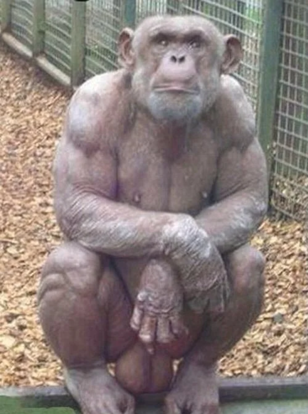 Hairlesschimp.png