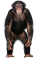 Monkekit1.png