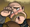 Fournival.png
