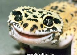 Leopard Gecko.jpg