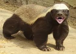 Honey Badger.jpeg