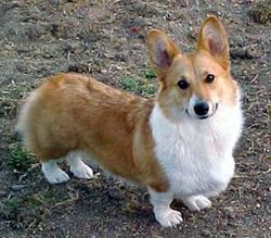 Corgi.jpg