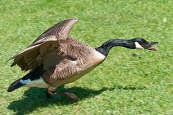 Canadian Goose.jpeg