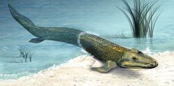 Tiktaalik.jpg