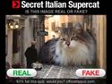 Secret italian supercat.jpg