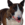 Jeff the Dog.png