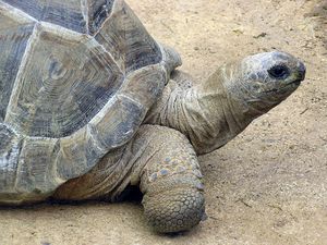 A tortoise.jpg